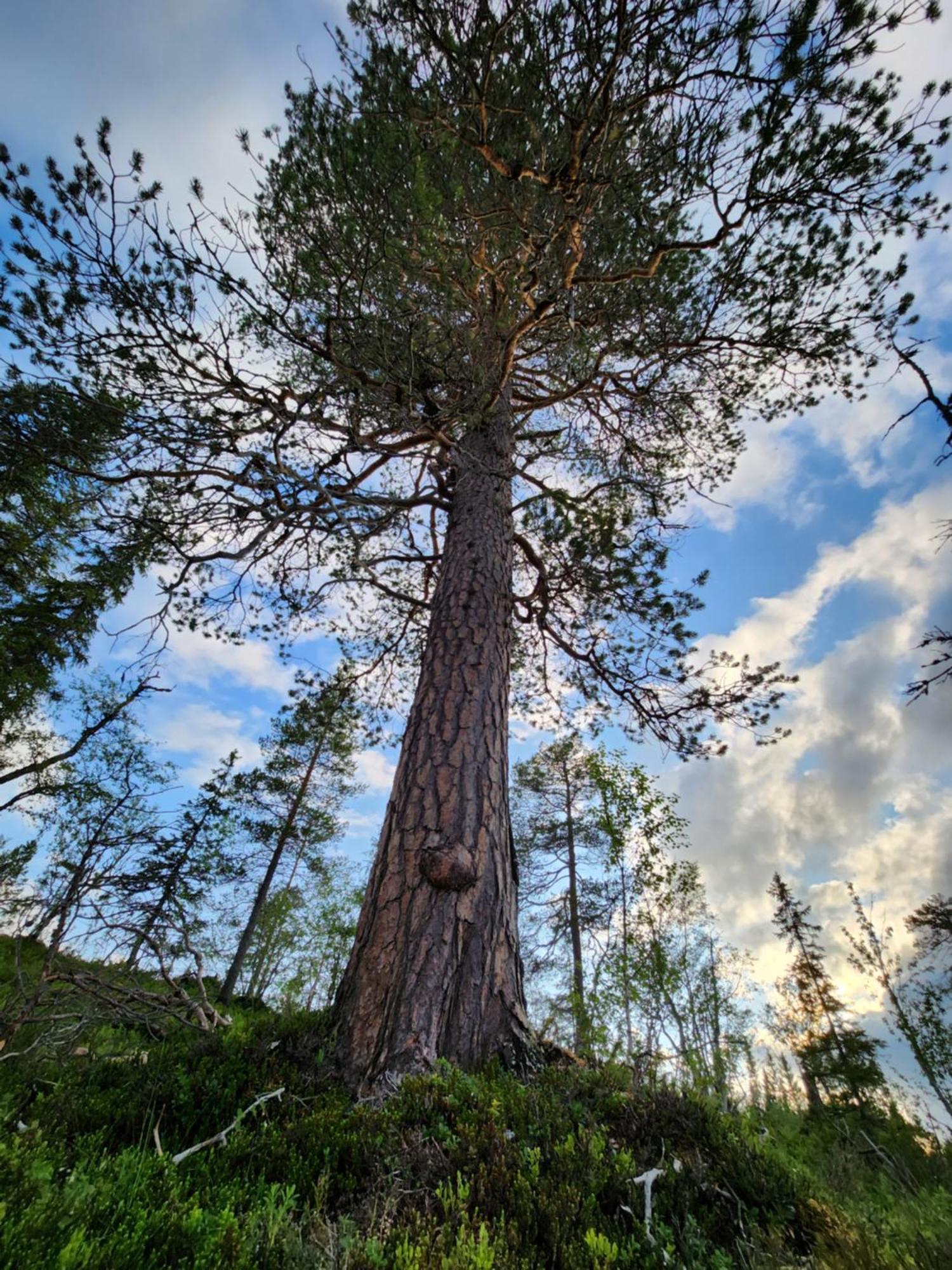 Vila Granheim Namsskogan Exteriér fotografie